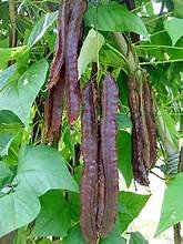 Winged Beans Health Benefits [ Psophocarpus tetragonolobus ]