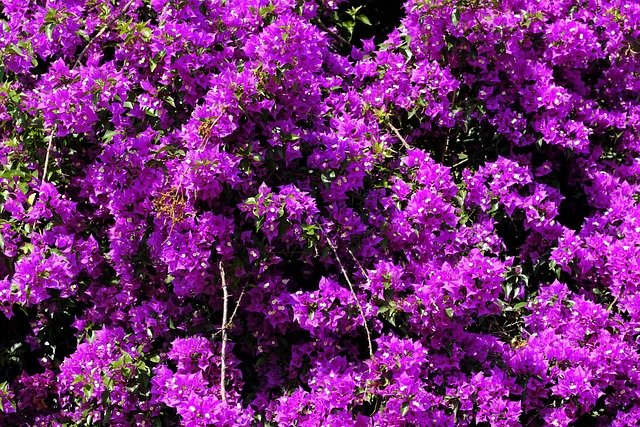 Bougainvillea Plant Guide