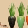 Sansevieria [ Snake Plant ] | Sneak-Peek to the Benefits